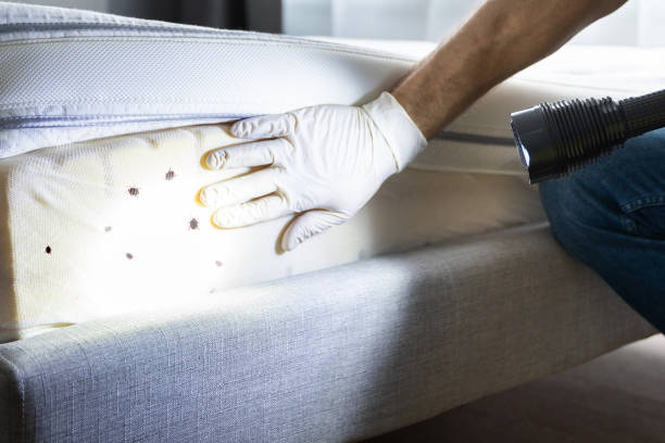 Best Wasp Removal Services  in Las Campanas, NM